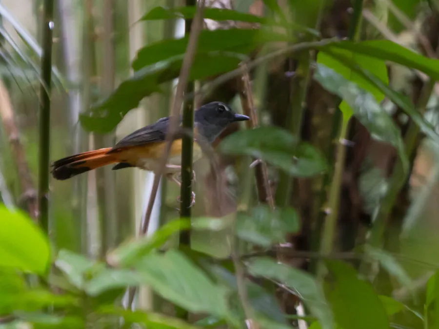 Foto Kucica ekor-kuning (Copsychus pyrropygus).