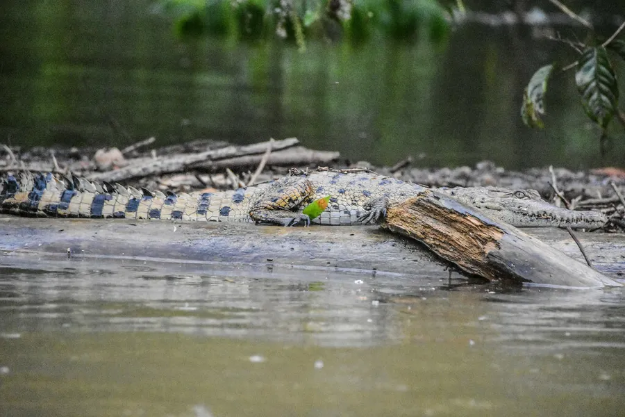 Foto Buaya irian (Crocodylus novaeguineae).