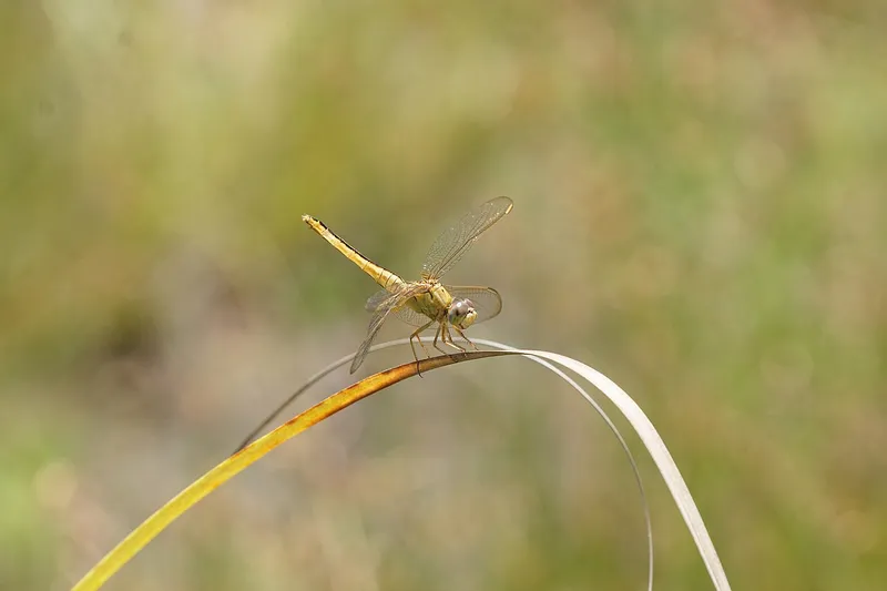 Foto Capung-Sambar Garis-Hitam (Crocothemis servilia).
