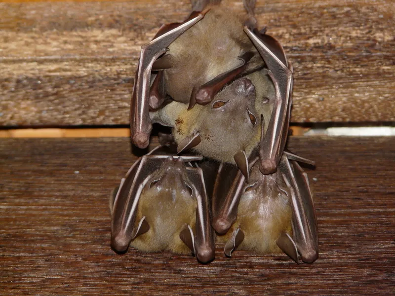 Foto Codot krawar (Cynopterus brachyotis).