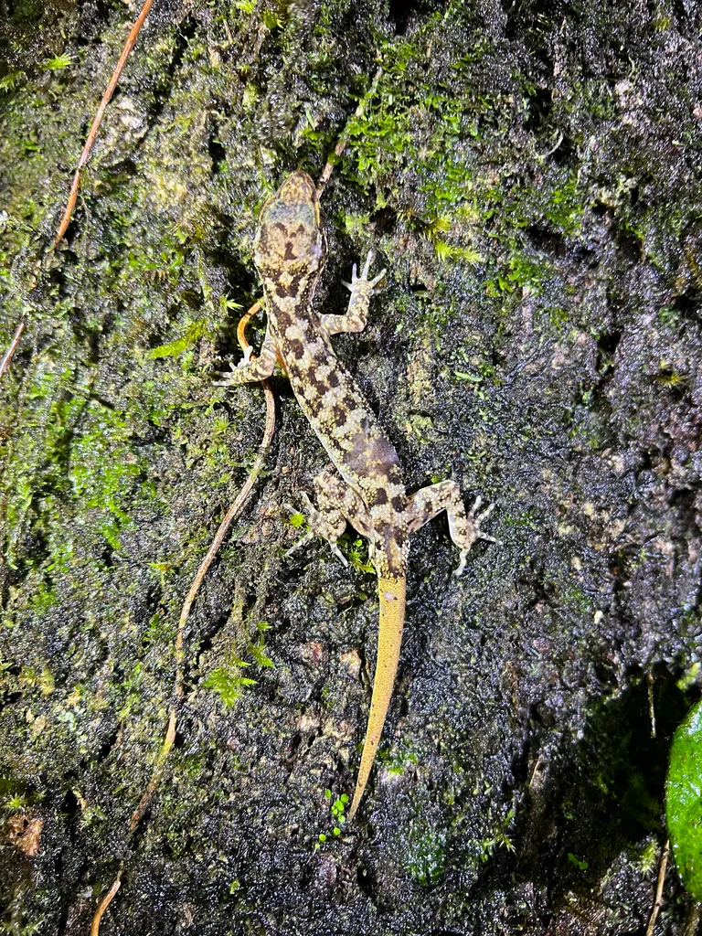 Foto Cyrtodactylus marmoratus.