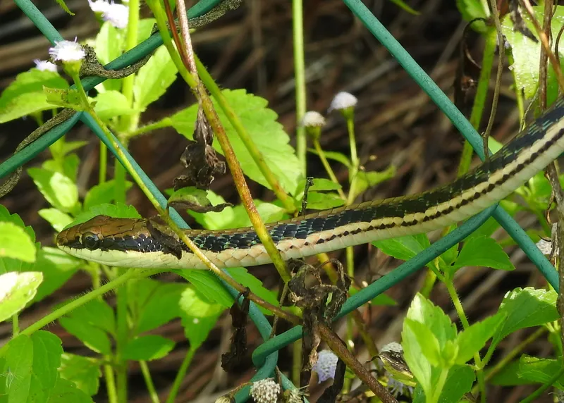 Foto Dendrelaphis pictus.