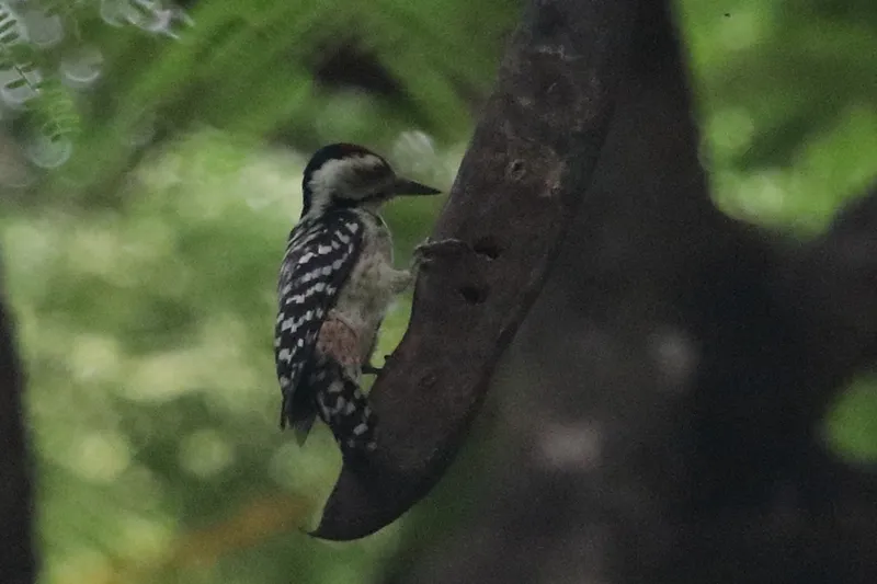 Foto Caladi ulam (Dendrocopos analis).