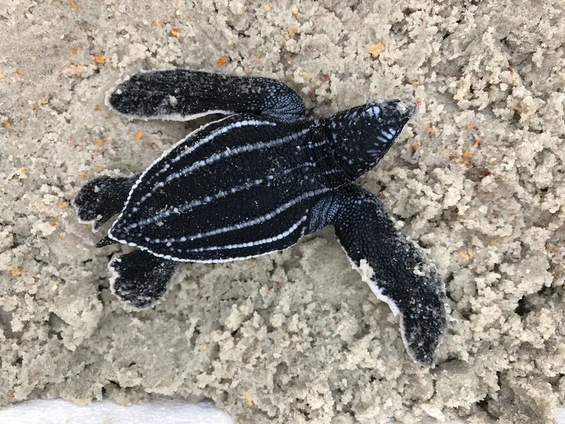 Photograph of Leatherback turtle (Dermochelys coriacea).