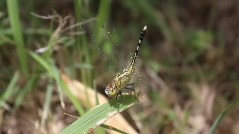 Foto Capung-Tengger biru (Diplacodes trivialis).