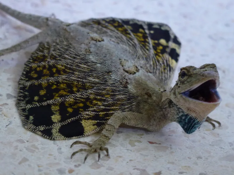 Foto Bengkarung Terbang Biasa (Draco volans).