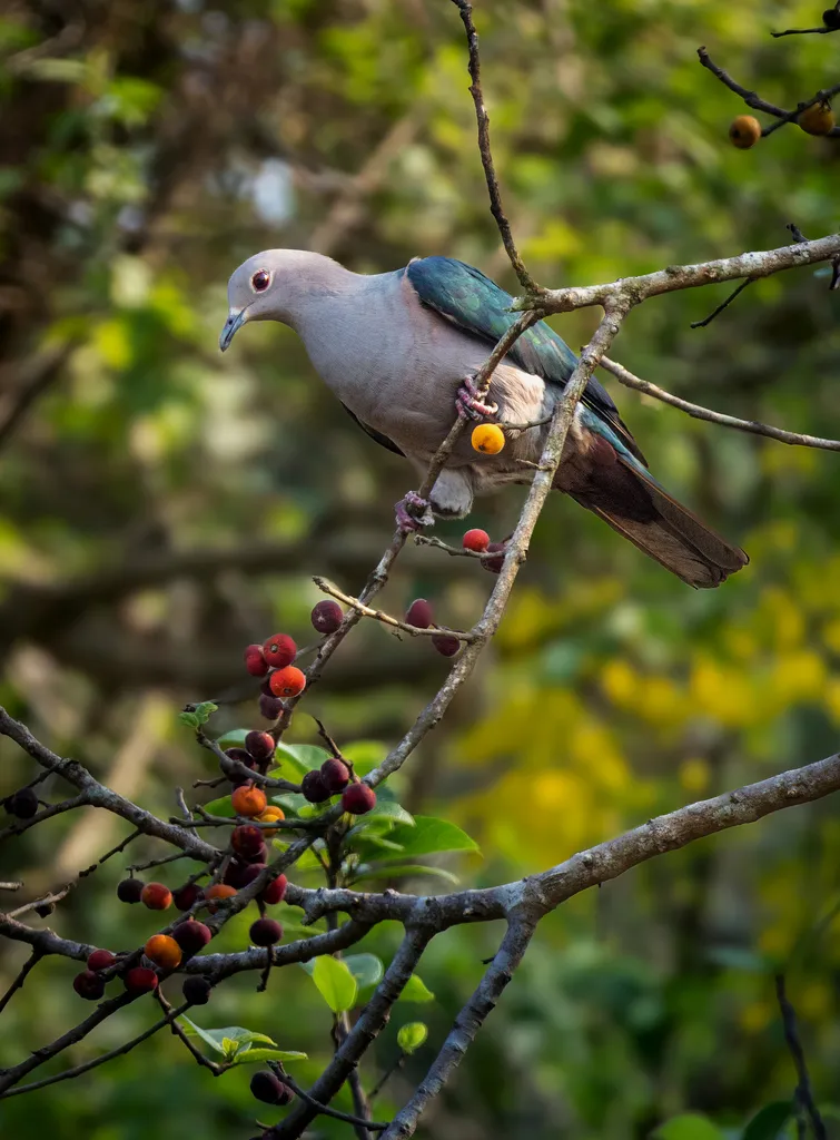 Foto Pergam hijau (Ducula aenea).