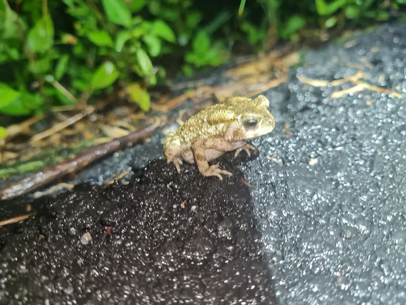Foto Bangkong Kolong (Duttaphrynus melanostictus).