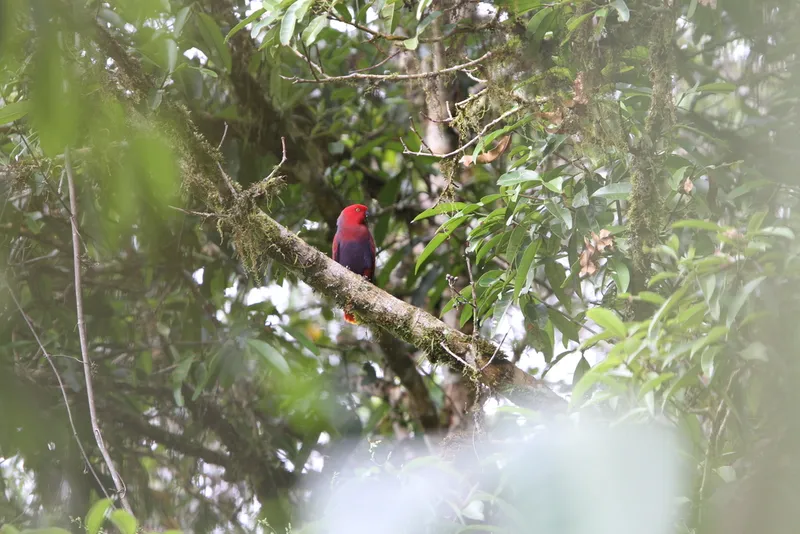 Foto Nuri bayan (Eclectus roratus).