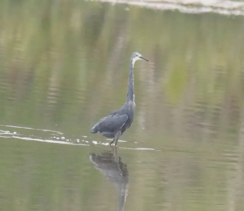 Foto Kuntul kecil (Egretta garzetta).
