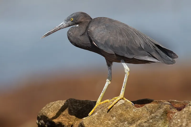 Foto Cangak pasifik (Egretta sacra).