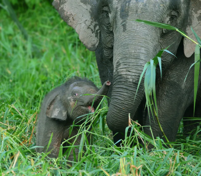 Photograph of Bornean elephant (Elephas maximus borneensis).