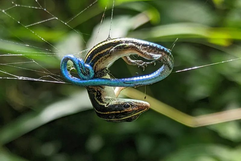 Photograph of Pacific Bluetail Skink (Emoia caeruleocauda).