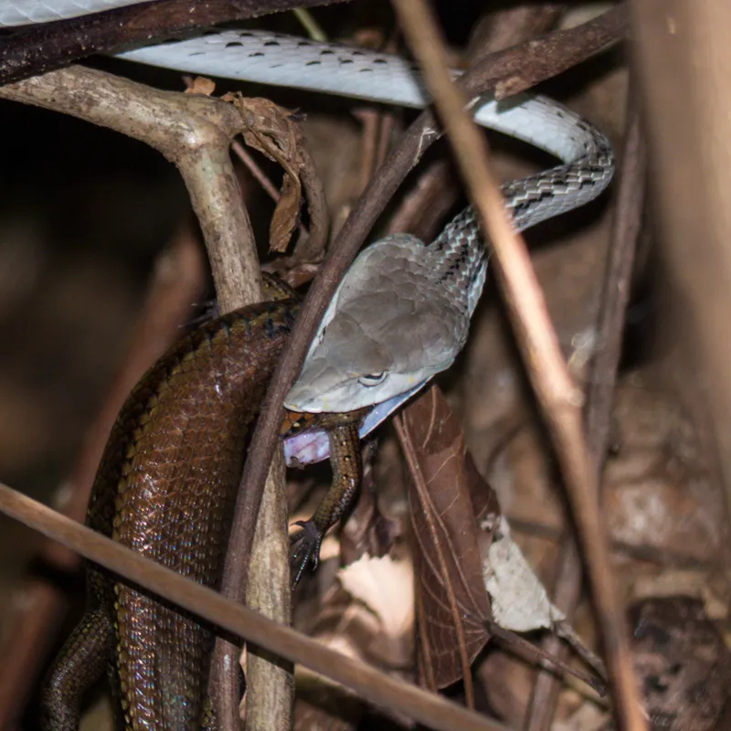 Photograph of Common Sun Skink (Eutropis multifasciata).