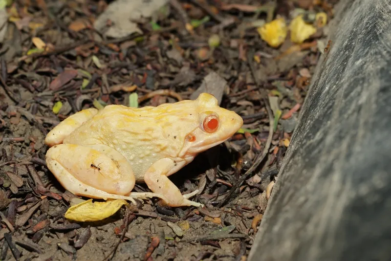 Foto Katak Tegalan (Fejervarya limnocharis).
