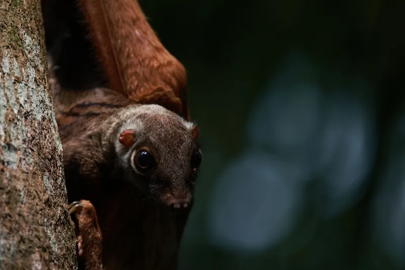 Foto Kubung Sunda (Galeopterus variegatus).