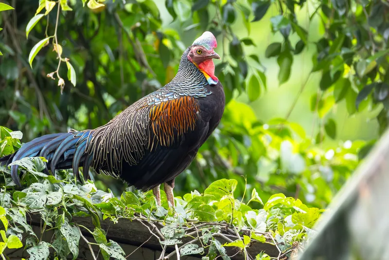 Foto Ayam hutan hijau (Gallus varius).