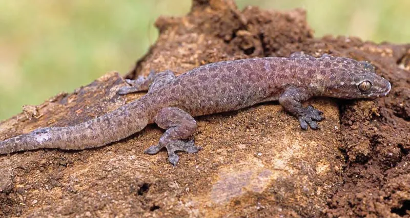 Photograph of Common Four-clawed Gecko (Gehyra mutilata).