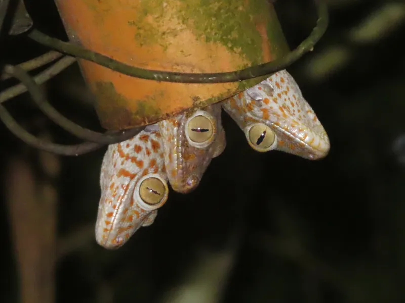Photograph of Tokay Gecko (Gekko gecko).