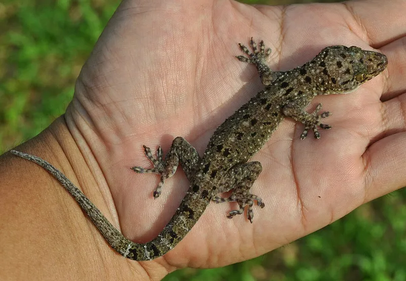 Foto Tokek berbintik (Gekko monarchus).
