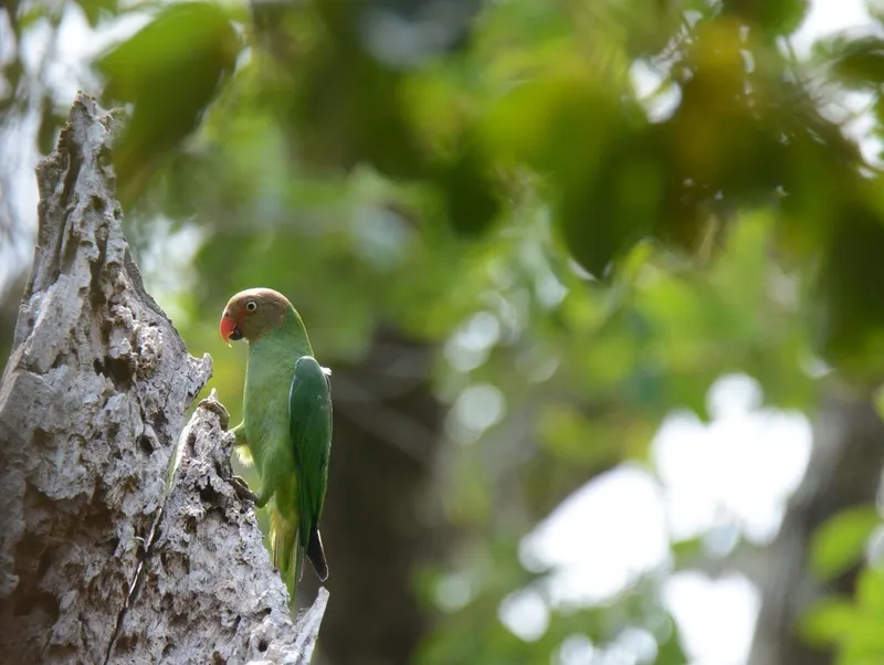 Foto Nuri pipi-merah (Geoffroyus geoffroyi).