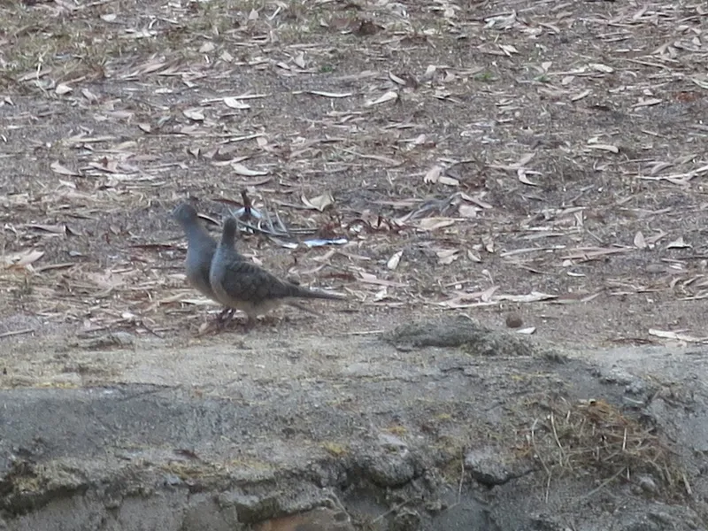 Foto Perkutut (Geopelia striata).