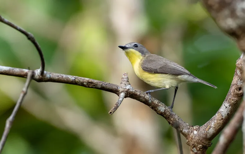 Foto Remetuk laut (Gerygone sulphurea).