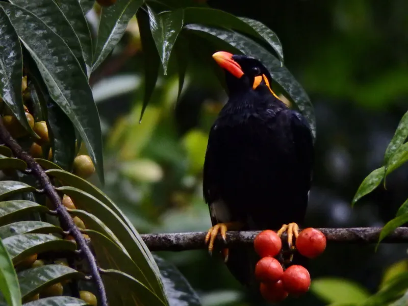 Foto Beo (Gracula religiosa).