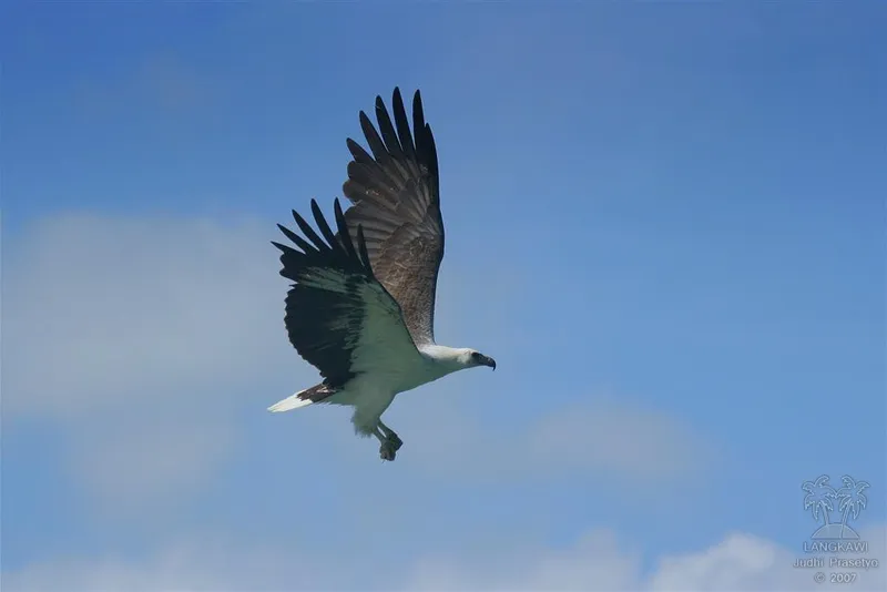 Photograph of White-bellied Sea Eagle (Haliaeetus leucogaster).