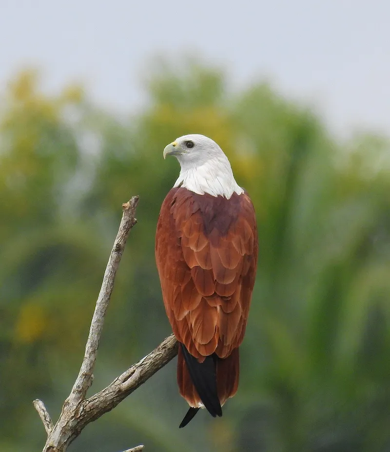 Foto Elang bondol (Haliastur indus).