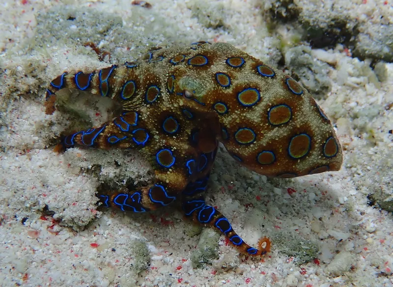 Photograph of Greater blue-ringed octopus (Hapalochlaena lunulata).