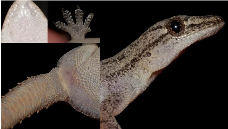Foto Hemidactylus frenatus.