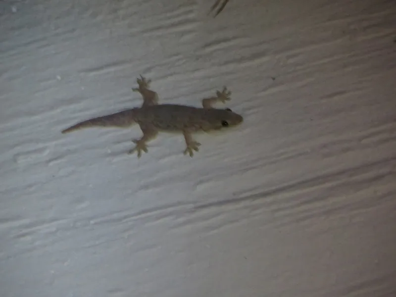 Foto Cecak tembok (Hemidactylus platyurus).