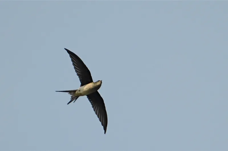 Foto Tepekong jambul (Hemiprocne longipennis).