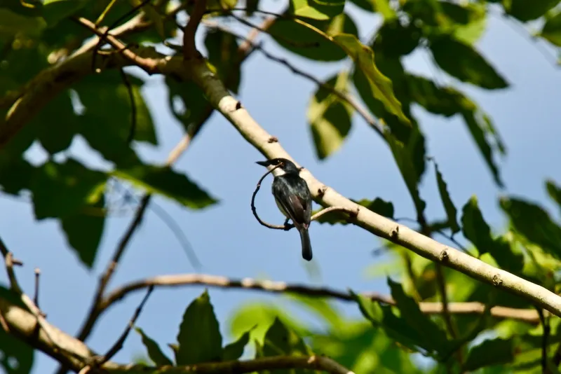 Foto Jingjing batu (Hemipus hirundinaceus).