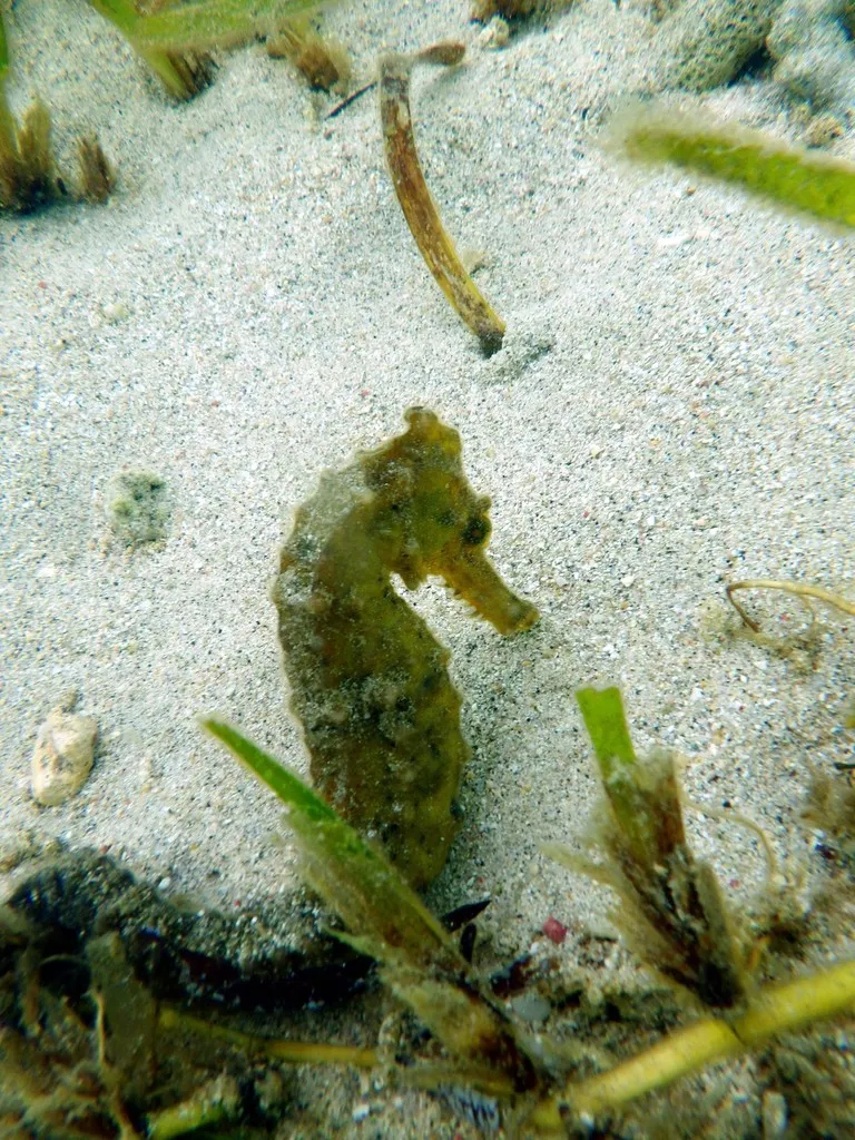 Foto Kuda laut (Hippocampus kuda).