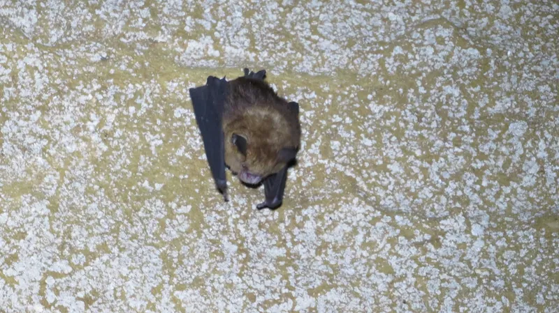 Foto Hipposideros cervinus.