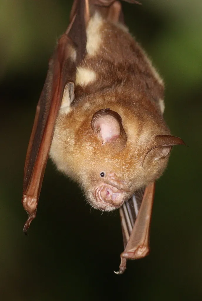 Foto Hipposideros diadema.