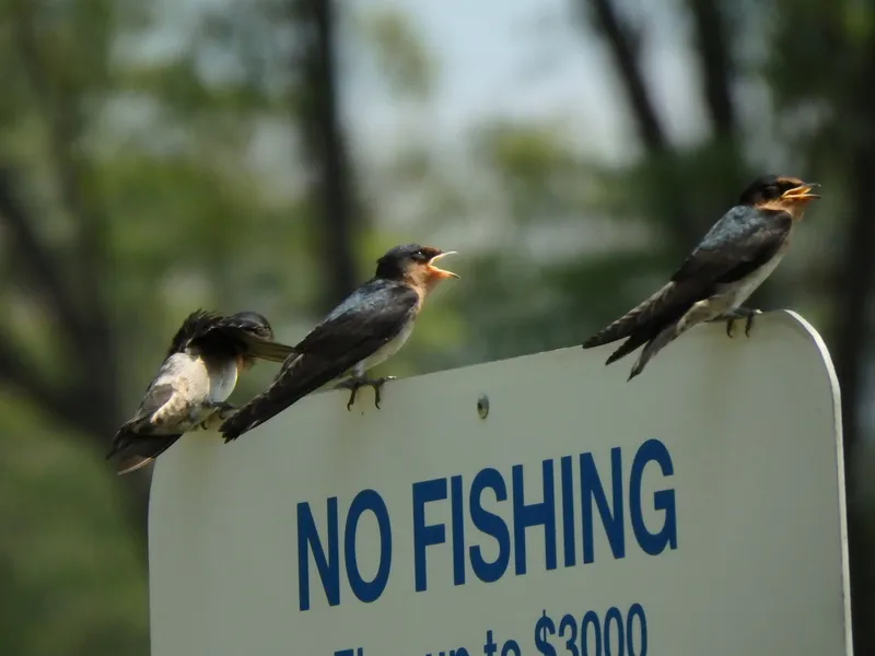 Foto Layang-Layang Batu (Hirundo javanica).