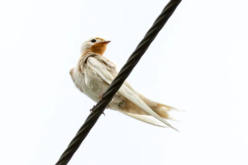 Foto Layang-layang Asia (Hirundo rustica).
