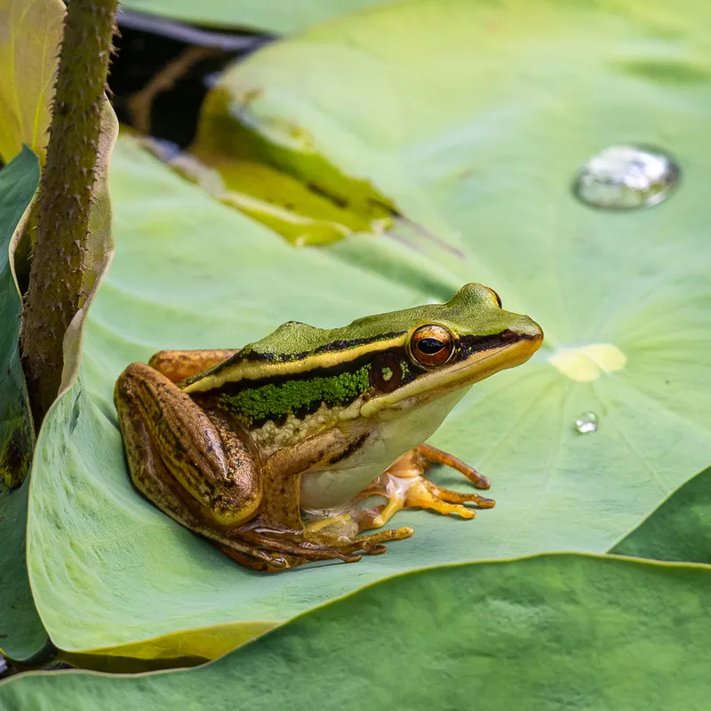Foto Hylarana erythraea.