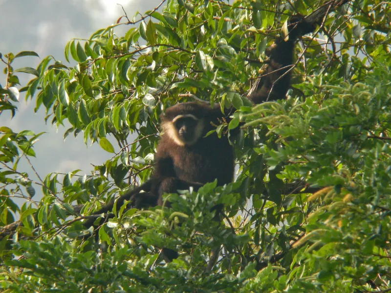 Foto Owa ungko (Hylobates agilis).