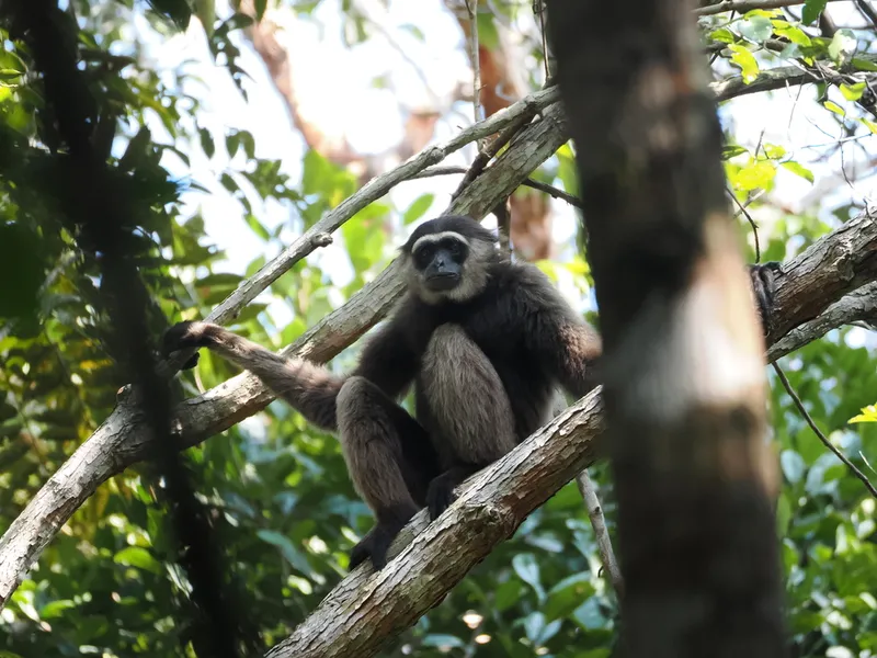 Foto Kelempiao (Hylobates albibarbis).