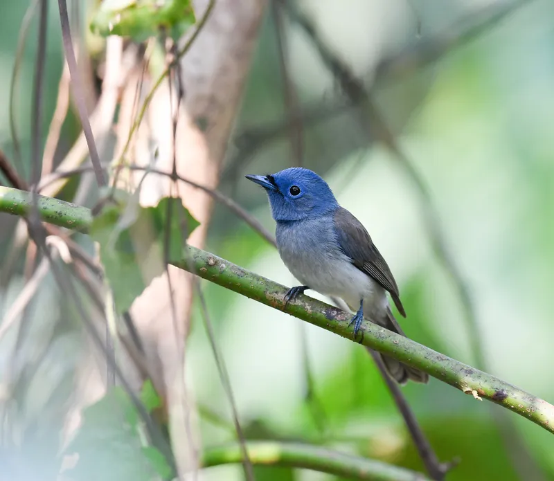 Foto Kehicap ranting (Hypothymis azurea).
