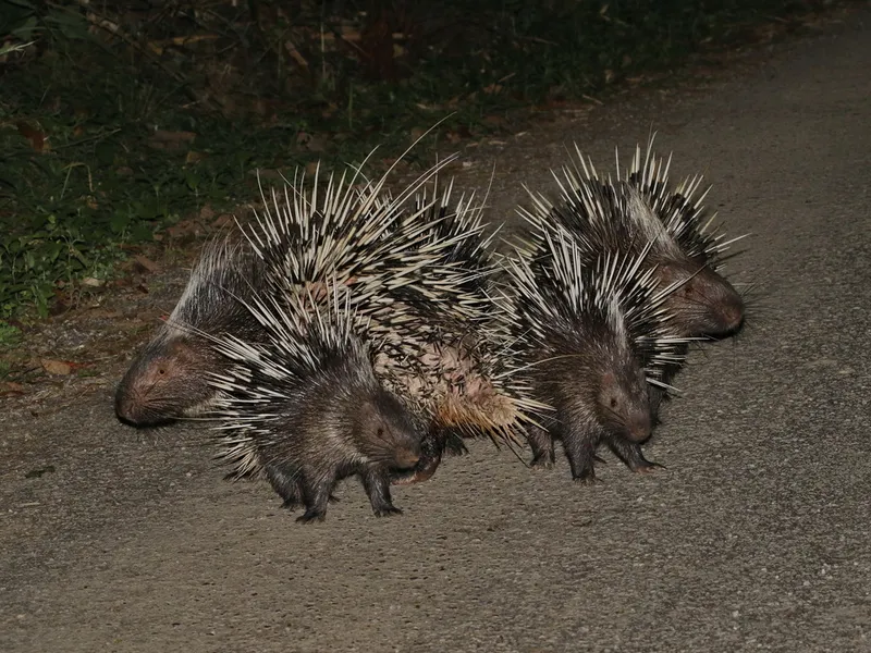 Foto Landak raya (Hystrix brachyura).