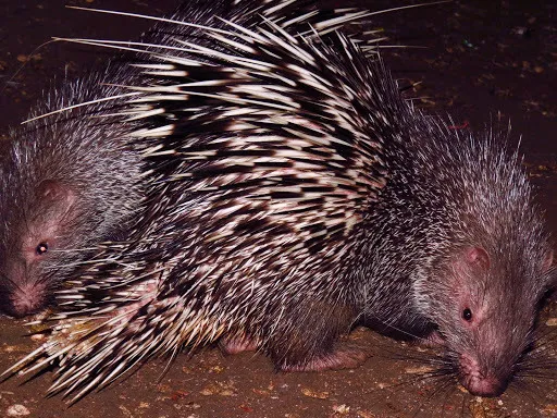 Foto Landak Jawa (Hystrix javanica).