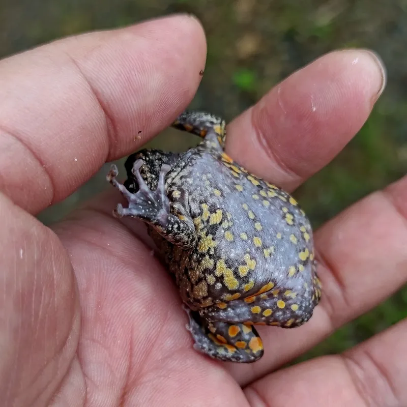 Foto Belentuk-pohon jawa (Kaloula baleata).
