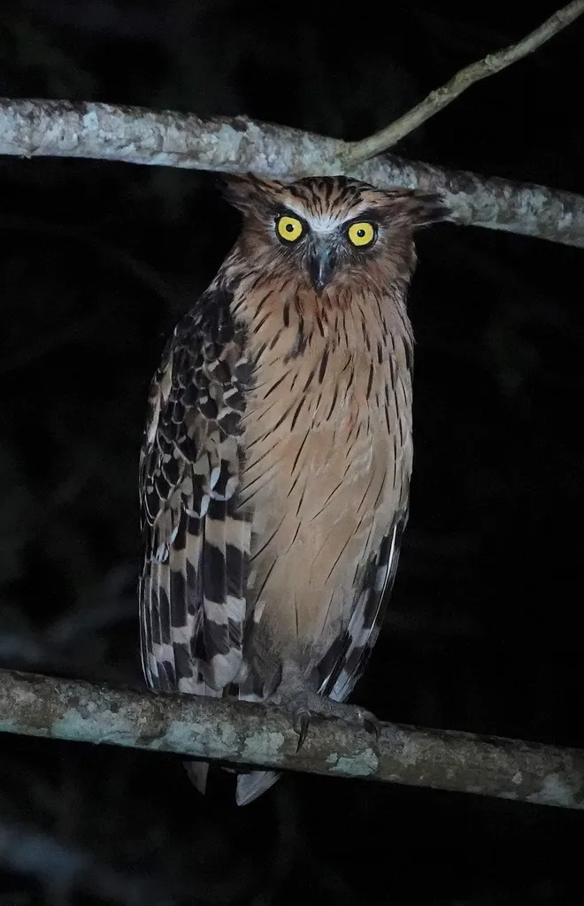 Foto Beluk ketupa (Ketupa ketupu).