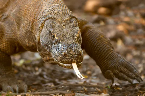 Potret komodo dengan lidah bercabang terlihat.