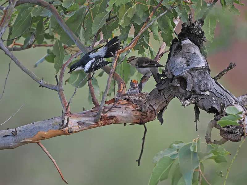 Photograph of White-shouldered Triller (Lalage sueurii).